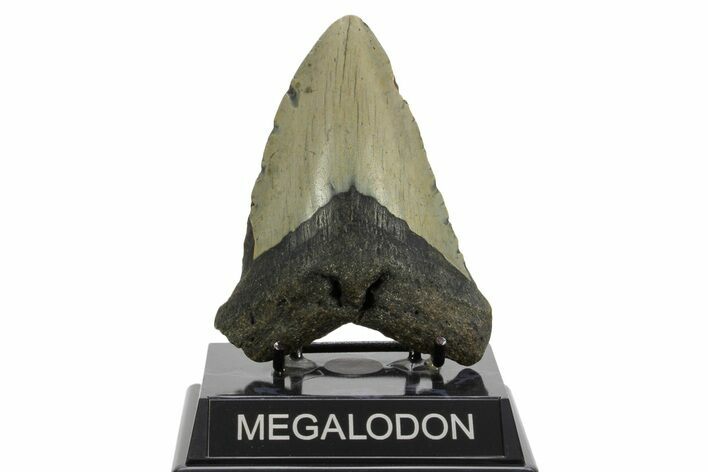 Fossil Megalodon Tooth - North Carolina #376925